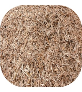 Miscanthus