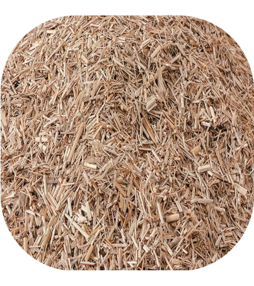 Miscanthus