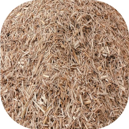 Miscanthus